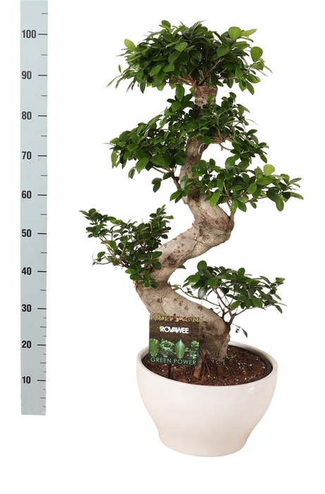 <h4>Ficus microcarpa 'Ginseng'</h4>