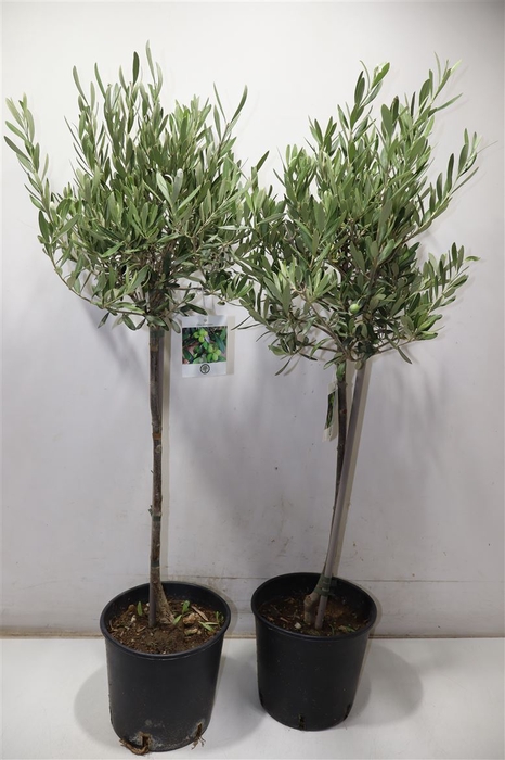 <h4>arr8 Olea Europaea</h4>