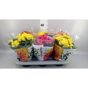 Begonia elat. DU   ...mix