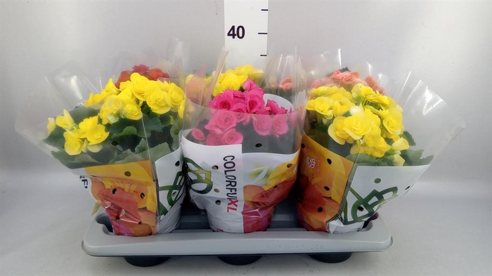 <h4>Begonia elat. DU ...mix</h4>