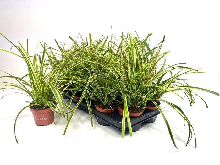 <h4>CARE MORROWII</h4>