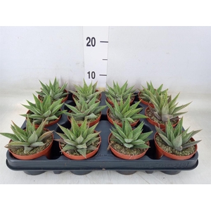 Haworthia limifolia 'Spider White'