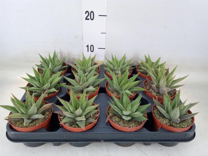 <h4>Haworthia limifolia 'Spider White'</h4>