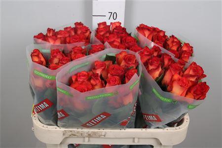 <h4>R Gr Meteor</h4>