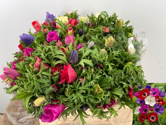 <h4>ANEM CO MAR GEM</h4>