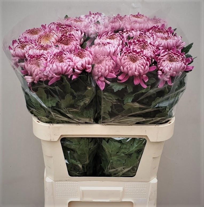 <h4>CHR G CASSANDRA</h4>