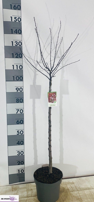 <h4>PRUN CISTENA</h4>