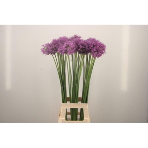 Allium Gladiator