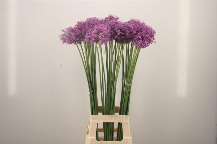 <h4>Allium Gladiator</h4>