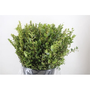 Myrthe Berry Blue P Bunch
