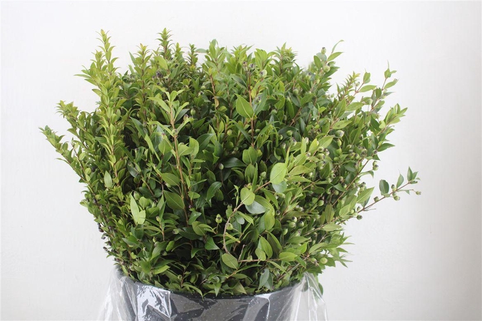 <h4>Myrthe Berry Blue P Bunch</h4>