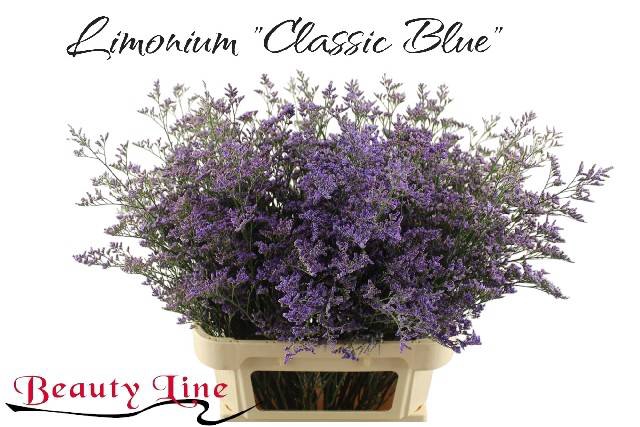 <h4>LIM SAF CLASSIC BLUE</h4>