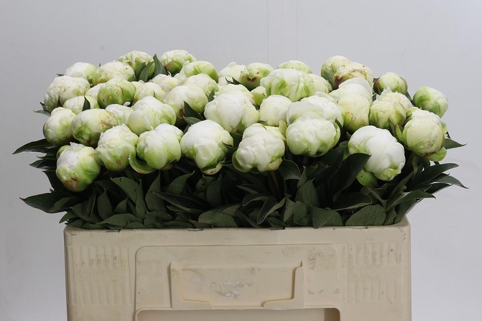 <h4>Paeonia Madame Claude Tain</h4>