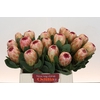 Protea Grandicolor