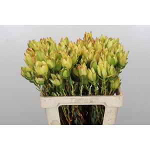 Leucadendron Disc. Rita Spray