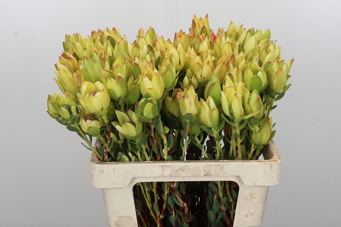 <h4>Leucadendron Disc. Rita Spray</h4>