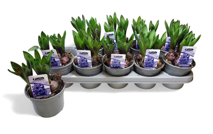 <h4>HYACIN BLUE STAR</h4>