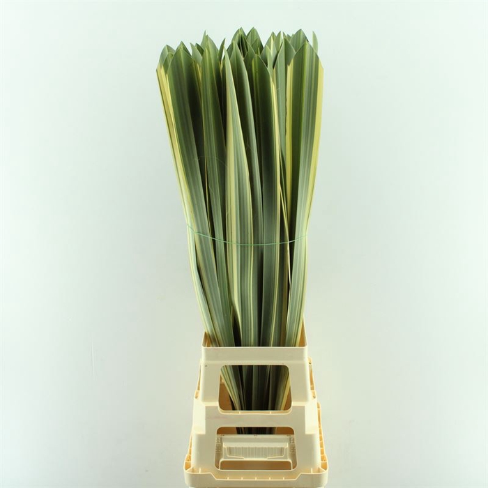 <h4>Phormium Bont</h4>