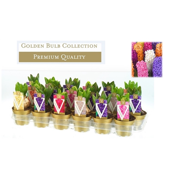 <h4>Hyacinthus orientalis gemengd p9</h4>