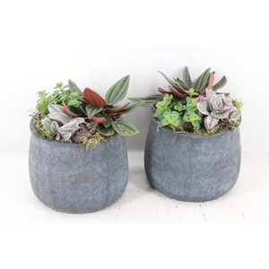 arr3 SN - Bolpot grey