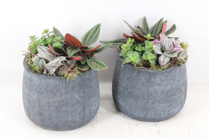 <h4>arr3 SN - Bolpot grey</h4>