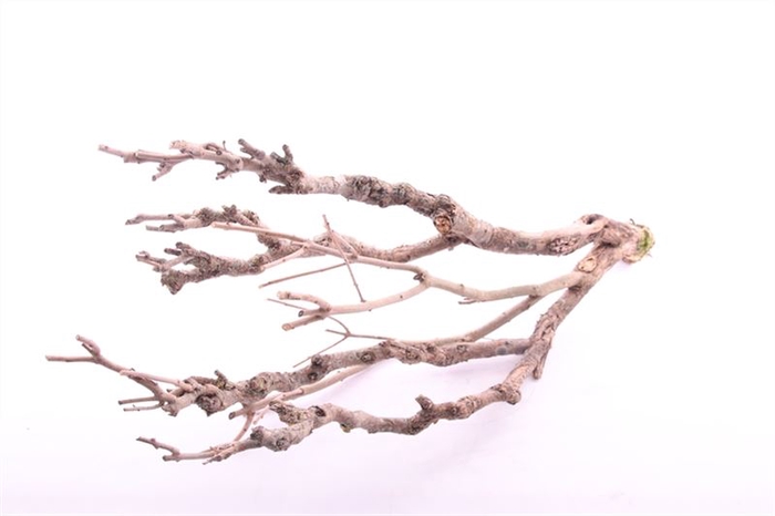 <h4>Seringen Hout</h4>