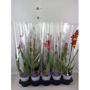 Burrageara  'Nelly Isler'