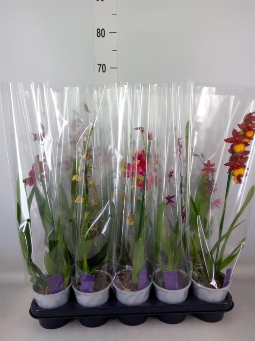 <h4>Burrageara  'Nelly Isler'</h4>