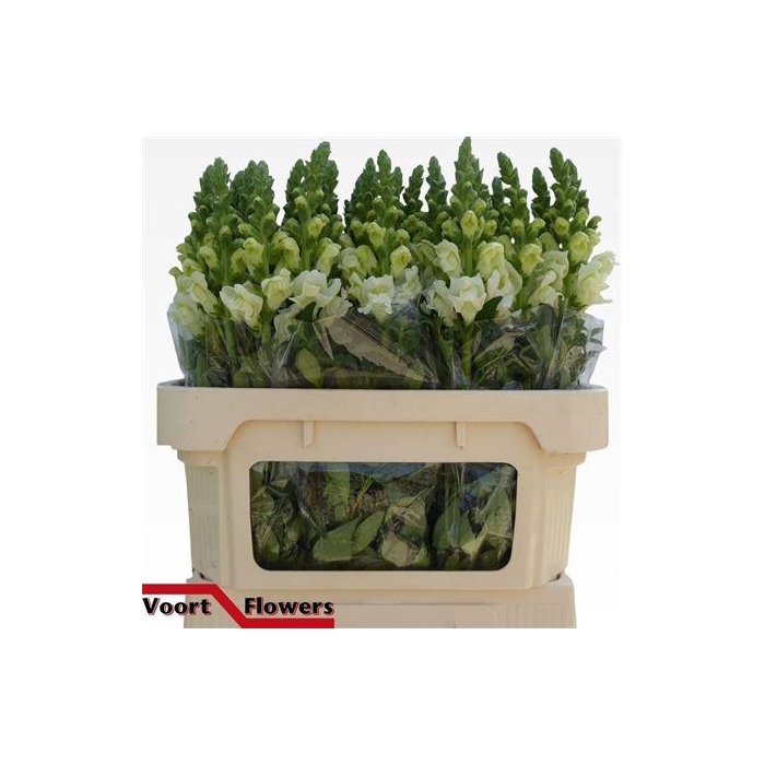 <h4>Antir Poto Ivory Wh N L</h4>