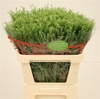 LEPIDIUM GREE DRAGON 40gr