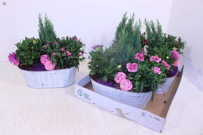 <h4>ARR TUINPLANTEN</h4>