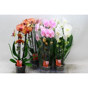 PHAL EL CASCADE