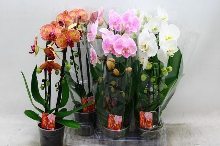 PHAL EL CASCADE