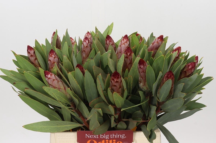 <h4>Protea Robijn</h4>