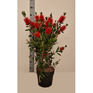 CALLIS CI SPLENDENS