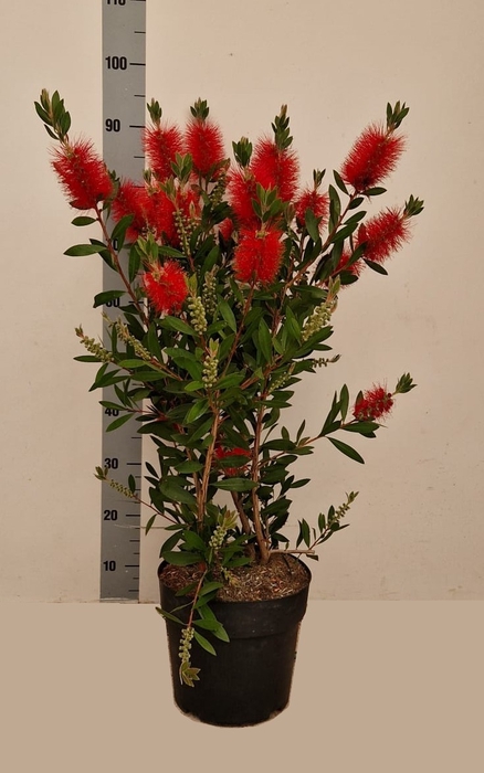 <h4>CALLIS CI SPLENDENS</h4>
