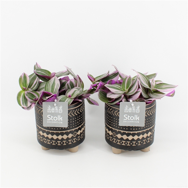 <h4>Tradescantia Nanouk In Maya keramiek</h4>