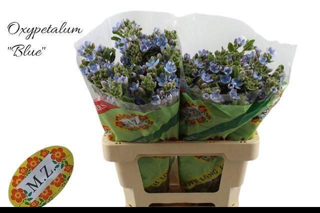 <h4>Oxy Co Tan Pure Blu</h4>