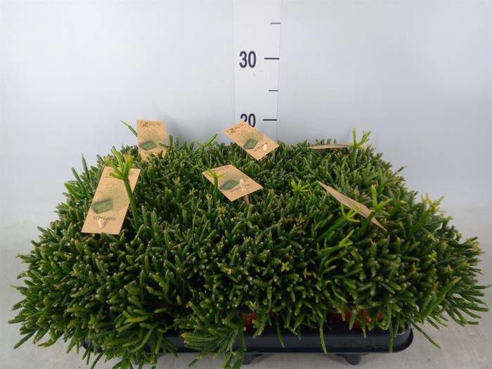 <h4>Rhipsalis burchellii</h4>