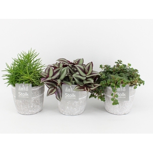 Pure Green mix in Stone Look Keramiek soorten : Rhipsalis, Tradescantia, Sedum
