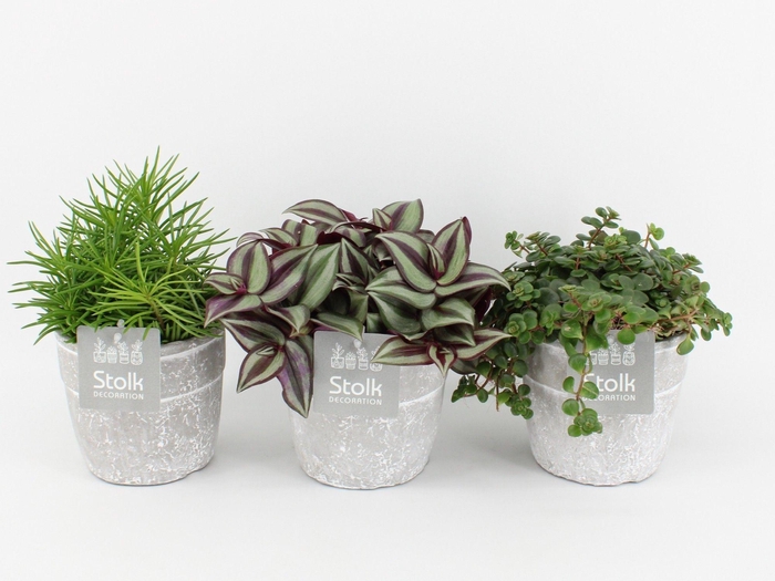 <h4>Pure Green mix in Stone Look Keramiek soorten : Rhipsalis, Tradescantia, Sedum</h4>
