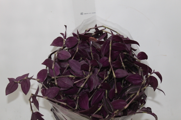 <h4>TRADESCANTIA ZEBRINA C21 ROXO</h4>