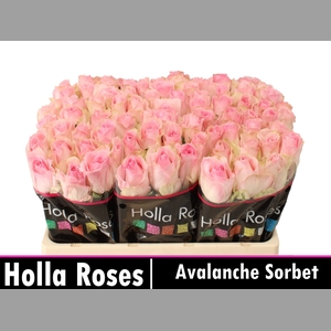 R GR AVALANCHE SORB+