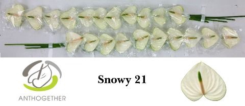 <h4>Anth A Snowy 6 cm X21 Evanty</h4>