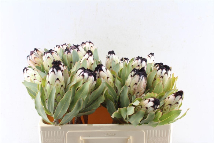 <h4>Protea Mag Niobe</h4>