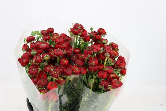 <h4>Ran Elegance Red</h4>