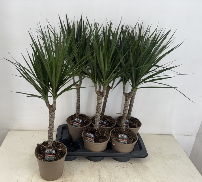 <h4>DRA MARGINATA</h4>