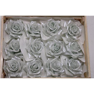 Wax Roos Pearl Blauw