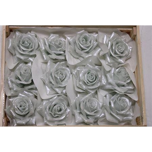Wax Roos Pearl Blauw