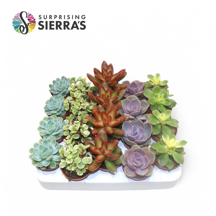 <h4>Sierra's® - Valencia Succulent Mix (Prime)</h4>